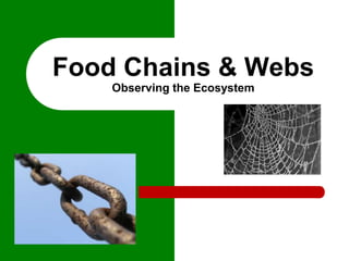 Food Chains & Webs
Observing the Ecosystem
 
