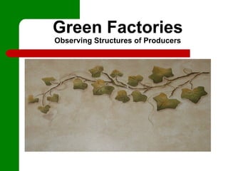 Green Factories
Observing Structures of Producers
 