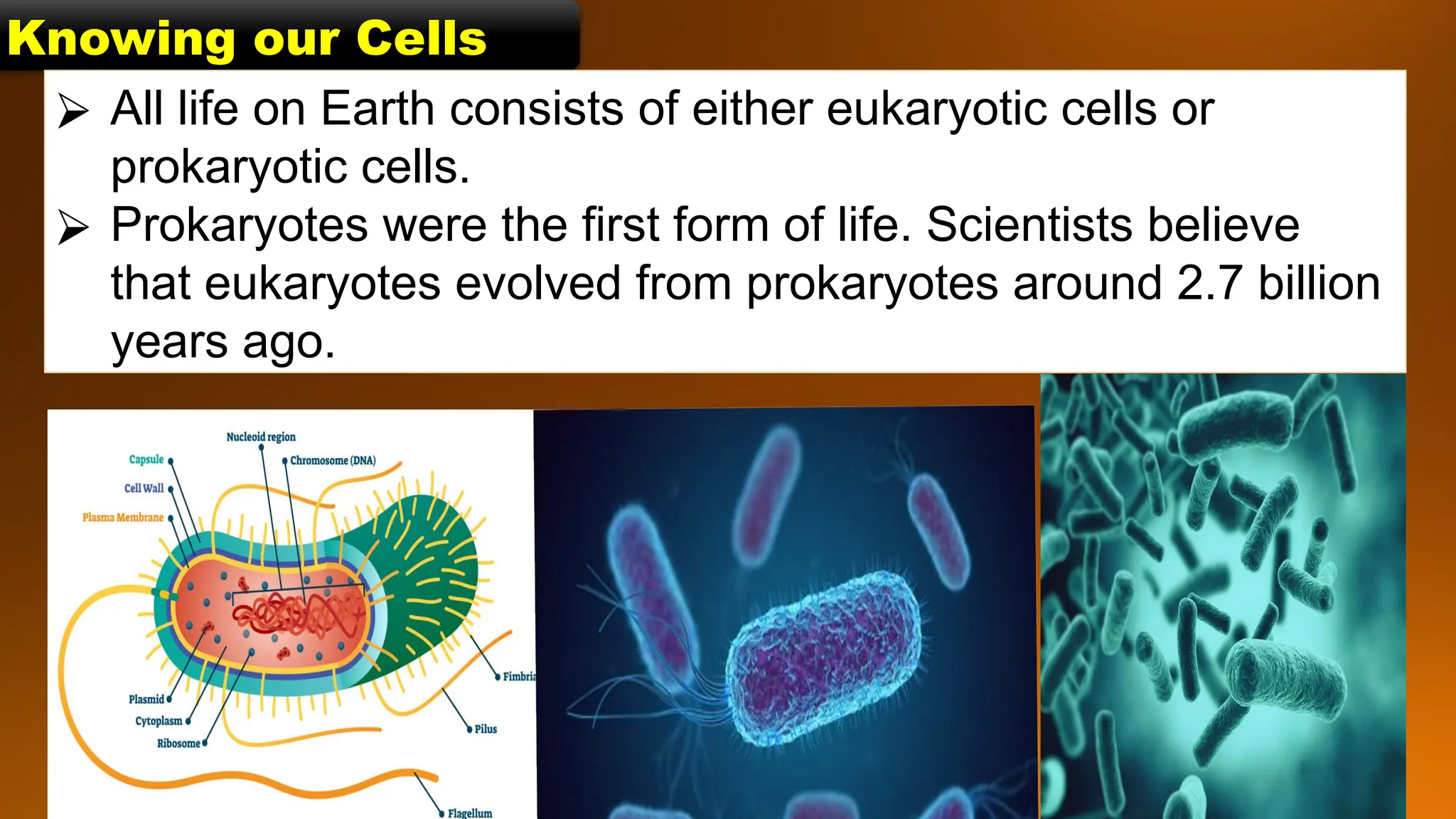 Science 7 Q2 Prokaryotic and Eukaryotic Cells.pptx