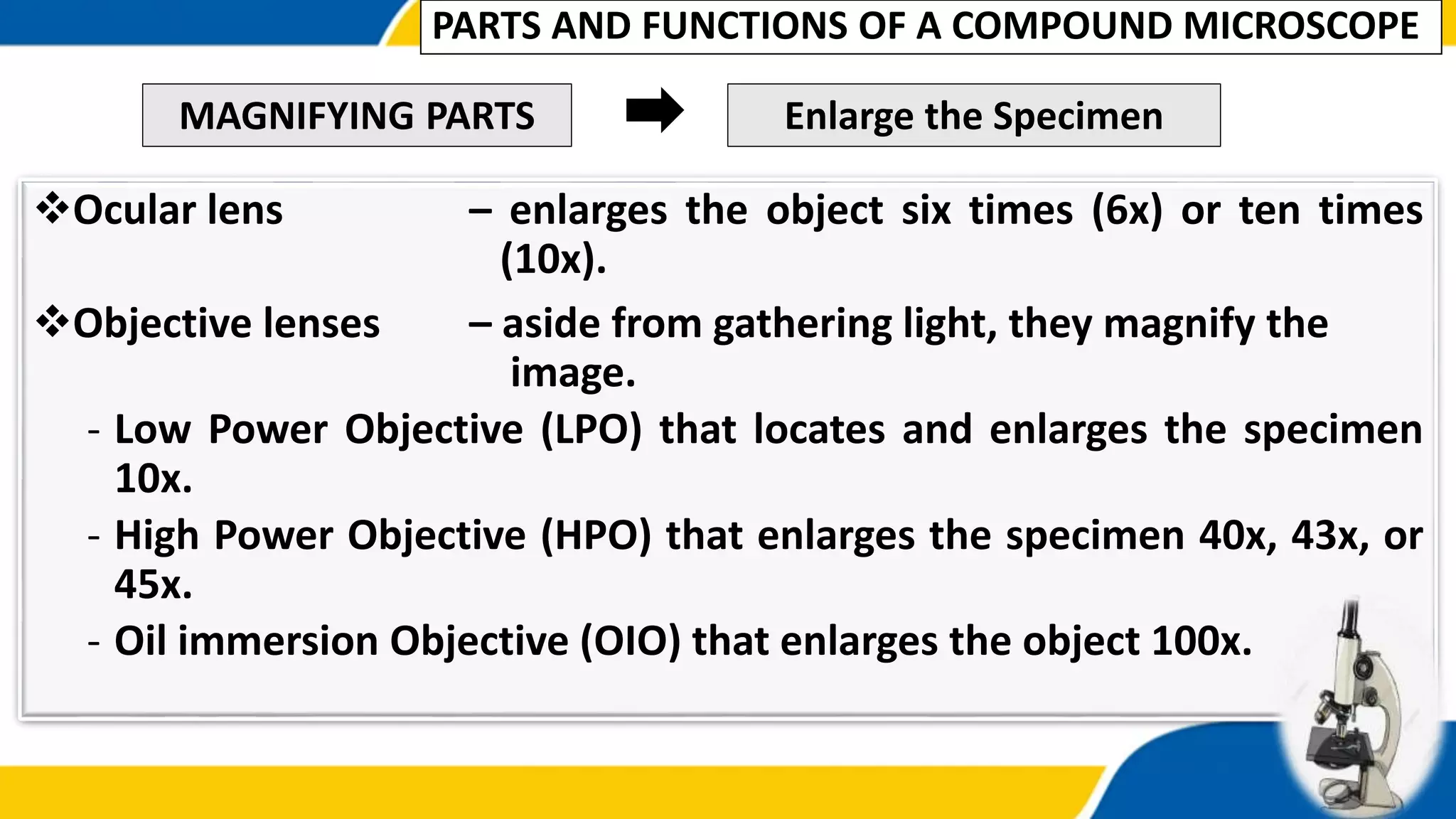 Ocular lens – enlarges the object six times (6x) or ten times
(10x).
Objective lenses – aside from gathering light, they magnify the
image.
- Low Power Objective (LPO) that locates and enlarges the specimen
10x.
- High Power Objective (HPO) that enlarges the specimen 40x, 43x, or
45x.
- Oil immersion Objective (OIO) that enlarges the object 100x.
MAGNIFYING PARTS Enlarge the Specimen
PARTS AND FUNCTIONS OF A COMPOUND MICROSCOPE
 