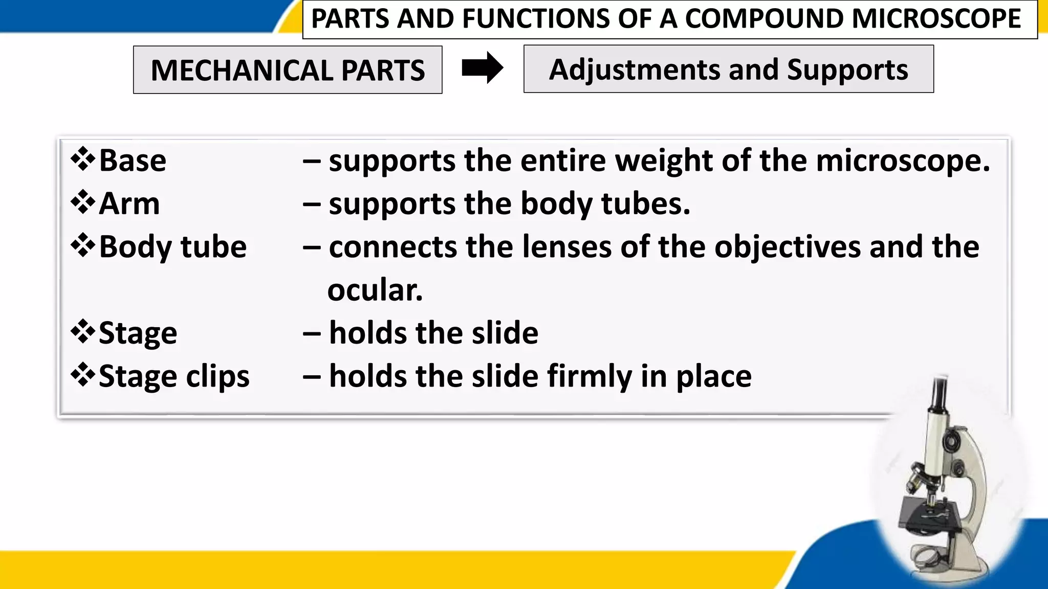 Base – supports the entire weight of the microscope.
Arm – supports the body tubes.
Body tube – connects the lenses of the objectives and the
ocular.
Stage – holds the slide
Stage clips – holds the slide firmly in place
MECHANICAL PARTS Adjustments and Supports
PARTS AND FUNCTIONS OF A COMPOUND MICROSCOPE
 
