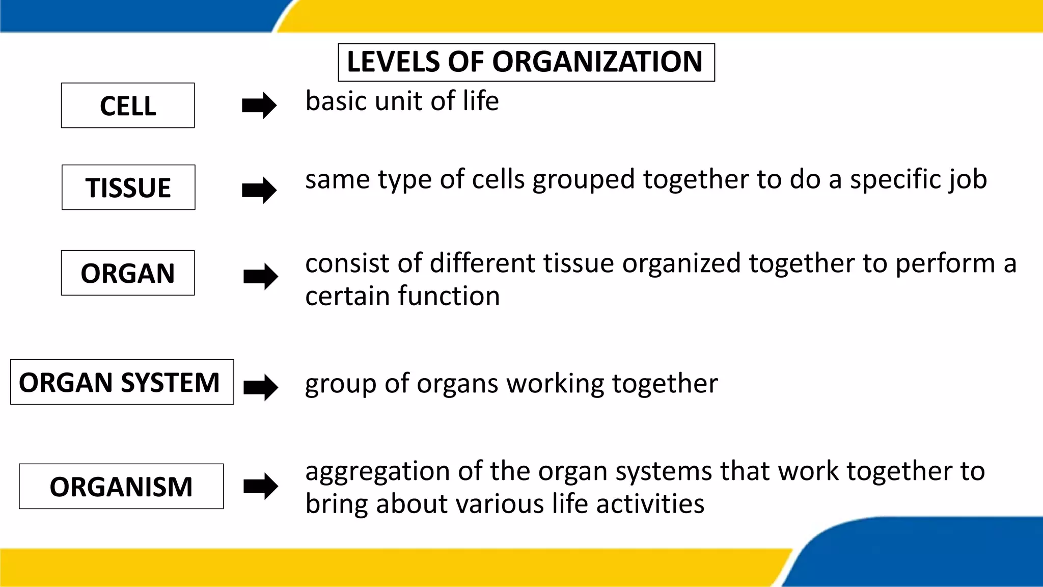LEVELS OF ORGANIZATION
basic unit of life
same type of cells grouped together to do a specific job
consist of different tissue organized together to perform a
certain function
group of organs working together
aggregation of the organ systems that work together to
bring about various life activities
CELL
TISSUE
ORGAN
ORGAN SYSTEM
ORGANISM
 