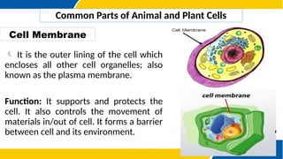 science7q2w8plantanlls-201127034750.pptx