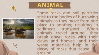 How Animas Break The Rocks Science 5 Quarter 4 Week 2 (Soil Erosion).pptx