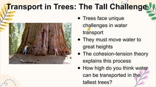 Transport Tree Pattern SCIENCE8-Q1-3.-describe-how-plant-organs-leaf-stem-roots-work-together ...