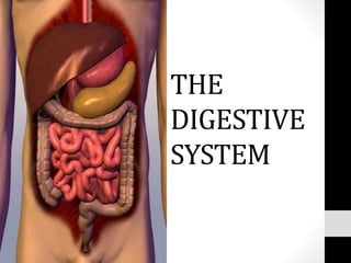 THE
DIGESTIVE
SYSTEM
 