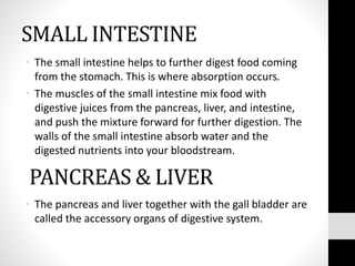 SMALL INTESTINE
• The small intestine helps to further digest food coming
from the stomach. This is where absorption occurs.
• The muscles of the small intestine mix food with
digestive juices from the pancreas, liver, and intestine,
and push the mixture forward for further digestion. The
walls of the small intestine absorb water and the
digested nutrients into your bloodstream.
PANCREAS & LIVER
• The pancreas and liver together with the gall bladder are
called the accessory organs of digestive system.
 