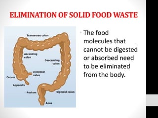 ELIMINATION OF SOLID FOOD WASTE
• The food
molecules that
cannot be digested
or absorbed need
to be eliminated
from the body.
 