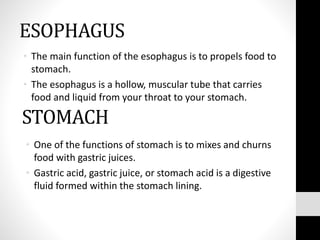 ESOPHAGUS
• The main function of the esophagus is to propels food to
stomach.
• The esophagus is a hollow, muscular tube that carries
food and liquid from your throat to your stomach.
STOMACH
• One of the functions of stomach is to mixes and churns
food with gastric juices.
• Gastric acid, gastric juice, or stomach acid is a digestive
fluid formed within the stomach lining.
 