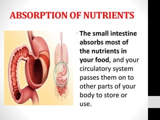 ABSORPTION OF NUTRIENTS
• The small intestine
absorbs most of
the nutrients in
your food, and your
circulatory system
passes them on to
other parts of your
body to store or
use.
 