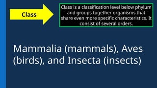 Class is a classification level below phylum
and groups together organisms that
share even more specific characteristics. It
consist of several orders.
Class
Mammalia (mammals), Aves
(birds), and Insecta (insects)
 