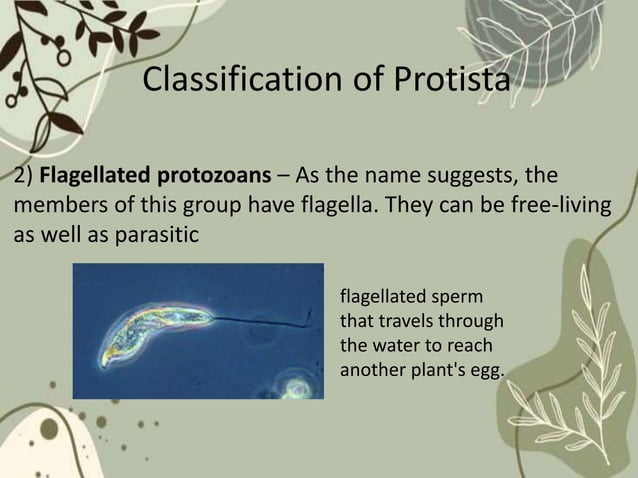 Science8_Protista.pptx