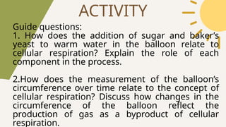 ACTIVITY
Guide questions:
1. How does the addition of sugar and baker’s
yeast to warm water in the balloon relate to
cellular respiration? Explain the role of each
component in the process.
2.How does the measurement of the balloon’s
circumference over time relate to the concept of
cellular respiration? Discuss how changes in the
circumference of the balloon reflect the
production of gas as a byproduct of cellular
respiration.
 