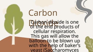 Carbon
Dioxide
Carbon dioxide is one
of the end products of
cellular respiration.
This gas will allow the
balloon to be blown up
with the help of baker’s
yeast (Saccharomyces
 