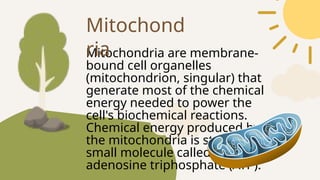 Mitochondria are membrane-
bound cell organelles
(mitochondrion, singular) that
generate most of the chemical
energy needed to power the
cell's biochemical reactions.
Chemical energy produced by
the mitochondria is stored in a
small molecule called
adenosine triphosphate (ATP).
Mitochond
ria
 
