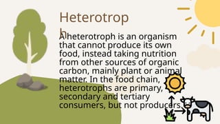 A heterotroph is an organism
that cannot produce its own
food, instead taking nutrition
from other sources of organic
carbon, mainly plant or animal
matter. In the food chain,
heterotrophs are primary,
secondary and tertiary
consumers, but not producers.
Heterotrop
h
 