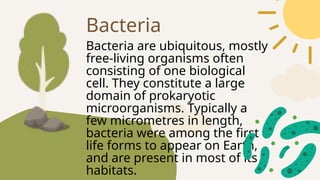 Bacteria are ubiquitous, mostly
free-living organisms often
consisting of one biological
cell. They constitute a large
domain of prokaryotic
microorganisms. Typically a
few micrometres in length,
bacteria were among the first
life forms to appear on Earth,
and are present in most of its
habitats.
Bacteria
 