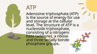 Adenosine triphosphate (ATP)
is the source of energy for use
and storage at the cellular
level. The structure of ATP is a
nucleoside triphosphate,
consisting of a nitrogenous
base (adenine), a ribose sugar,
and three serially bonded
phosphate groups.
ATP
 