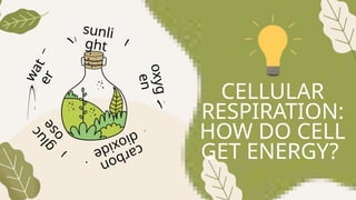 c
a
r
b
o
n
d
i
o
x
i
d
e
w
a
t
e
r
g
l
u
c
o
s
e
CELLULAR
RESPIRATION:
HOW DO CELL
GET ENERGY?
sunli
ght
o
x
y
g
e
n
 