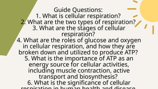Guide Questions:
1. What is cellular respiration?
2. What are the two types of respiration?
3. What are the stages of cellular
respiration?
4. What are the roles of glucose and oxygen
in cellular respiration, and how they are
broken down and utilized to produce ATP?
5. What is the importance of ATP as an
energy source for cellular activities,
including muscle contraction, active
transport and biosynthesis?
6. What is the significance of cellular
 