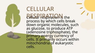 Cellular respiration is the
process by which cells break
down organic molecules, such
as glucose, to produce ATP
(adenosine triphosphate), the
primary energy currency of
cells. It primarily occurs within
mitochondria of eukaryotic
cells.
CELLULAR
RESPIRATION
 
