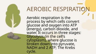 Aerobic respiration is the
process by which cells convert
glucose and oxygen into ATP
(energy), carbon dioxide, and
water. It occurs in three stages:
Glycolysis (in the cell's
cytoplasm), where glucose is
broken down into pyruvate,
NADH and 2 ATP; The Krebs
cycle.
AEROBIC RESPIRATION
 
