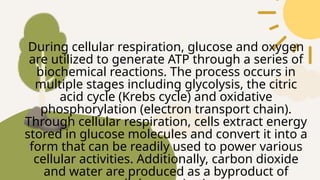 During cellular respiration, glucose and oxygen
are utilized to generate ATP through a series of
biochemical reactions. The process occurs in
multiple stages including glycolysis, the citric
acid cycle (Krebs cycle) and oxidative
phosphorylation (electron transport chain).
Through cellular respiration, cells extract energy
stored in glucose molecules and convert it into a
form that can be readily used to power various
cellular activities. Additionally, carbon dioxide
and water are produced as a byproduct of
 