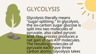 Glycolysis literally means
"sugar-splitting." In glycolysis,
the six-carbon sugar glucose is
split into two molecules of
pyruvate, also called pyruvic
acid. This process produces a
net gain of two ATP molecules.
The resulting molecules of
pyruvate each have three
carbon atoms. Glycolysis takes
GLYCOLYSIS
 
