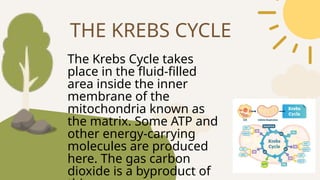 The Krebs Cycle takes
place in the fluid-filled
area inside the inner
membrane of the
mitochondria known as
the matrix. Some ATP and
other energy-carrying
molecules are produced
here. The gas carbon
dioxide is a byproduct of
THE KREBS CYCLE
 