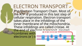 The Electron Transport Chain. Most of
the ATP is produced in this last step of
cellular respiration. Electron transport
takes place in the infoldings of the
inner membrane of the mitochondria.
These infoldings are called cristae. At
the end of electron transport, oxygen
combines with hydrogen ions and
electrons (e⁻) to form water.
ELECTRON TRANSPORT
CHAIN
 