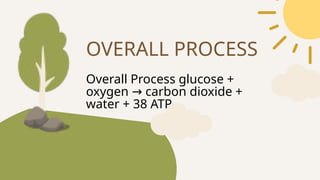 Overall Process glucose +
oxygen carbon dioxide +
→
water + 38 ATP
OVERALL PROCESS
 