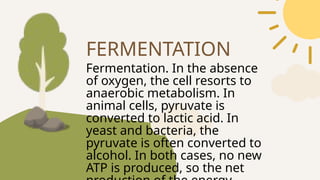 Fermentation. In the absence
of oxygen, the cell resorts to
anaerobic metabolism. In
animal cells, pyruvate is
converted to lactic acid. In
yeast and bacteria, the
pyruvate is often converted to
alcohol. In both cases, no new
ATP is produced, so the net
FERMENTATION
 