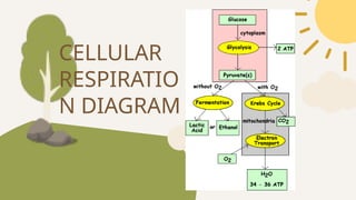 CELLULAR
RESPIRATIO
N DIAGRAM
 