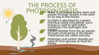 Water is absorbed by the roots and
passes through vessels in the stem
on its way to the leaves.
Carbon dioxide from the air passes
through small pores in the leaves.
These pores are called stomata.
Sunlight is absorbed by a green
chemical called chlorophyll. Sun’s
energy is used to split water
molecules into hydrogen and
oxygen.
Hydrogen and carbon dioxide are
used to form glucose or food for
plants.
THE PROCESS OF
PHOTOSYNTHESIS
 
