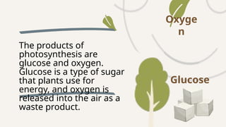 Oxyge
n
The products of
photosynthesis are
glucose and oxygen.
Glucose is a type of sugar
that plants use for
energy, and oxygen is
released into the air as a
waste product.
Glucose
 