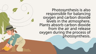 Photosynthesis is also
responsible for balancing
oxygen and carbon dioxide
levels in the atmosphere.
Plants absorb carbon dioxide
from the air and release
oxygen during the process of
photosynthesis.
 