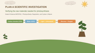 PLAN A SCIENTIFIC INVESTIGATION
Verifying the raw materials needed for photosynthesis
Grade 9 Science MATATAG - Photosynthesis, Respiration, and Cycles in Nature
Carbon dioxide (CO2) Water (H2O) Light + chlorophyll Glucose + Oxygen
 