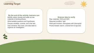 Learning Target
By the end of the activity, learners can:
Identify carbon dioxide and water as raw
materials of photosynthesis.
Write testable questions and hypotheses.
Choose variables, controls, and a fair test.
Use a timeline, flow chart, and data table to
organize an investigation.
Science idea to verify
Raw materials: CO2 and H2O
Required condition: light
Plant part involved: chloroplasts with chlorophyll
Product tested: starch, a stored form of glucose
 