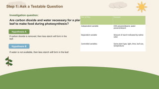 Step 1: Ask a Testable Question
Investigation question:
Are carbon dioxide and water necessary for a plant
leaf to make food during photosynthesis?
Hypothesis A
If carbon dioxide is removed, then less starch will form in the
leaf.
Hypothesis B
If water is not available, then less starch will form in the leaf.
Part of Plan Example
Independent variable CO2 present/absent; water
present/absent
Dependent variable Amount of starch indicated by iodine
color
Controlled variables Same plant type, light, time, leaf size,
temperature
 