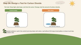 Step 3A: Design a Test for Carbon Dioxide
Fair test: Keep light, plant type, and time the same. Change only the amount of carbon dioxide.
Control setup
Normal air
Test setup
CO2 absorber inside jar
Expected evidence: Leaf in the control turns blue-black with iodine. Leaf without CO2 stays brown/yellow or shows much less
blue-black color.
 