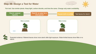 Step 3B: Design a Test for Water
Fair test: Use similar plants. Keep light, carbon dioxide, and time the same. Change only water availability.
Plant A: watered
regularly
Plant B: no water for a
short period
Expose both to sunlight Test leaves for starch
Water available
H2O
Water limited
No H2O
Expected evidence: Watered leaves show more starch after light exposure. Water-limited leaves show little or no
starch.
 