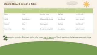 Step 6: Record Data in a Table
Setup Raw material tested What was changed? Iodine color after test Inference
Control None Normal air + water Blue-black Starch formed
No CO2 Carbon dioxide CO2 absorbed by chemical Brown/yellow Little or no starch
Watered Water Water supplied Blue-black Starch formed
Water-limited Water No water for short period Brown/yellow Little or no starch
Observation reminder: Blue-black iodine color means starch is present. Starch is evidence that glucose was made during
photosynthesis.
 
