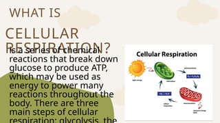 CELLULAR
RESPIRATION?
WHAT IS
is a series of chemical
reactions that break down
glucose to produce ATP,
which may be used as
energy to power many
reactions throughout the
body. There are three
main steps of cellular
 