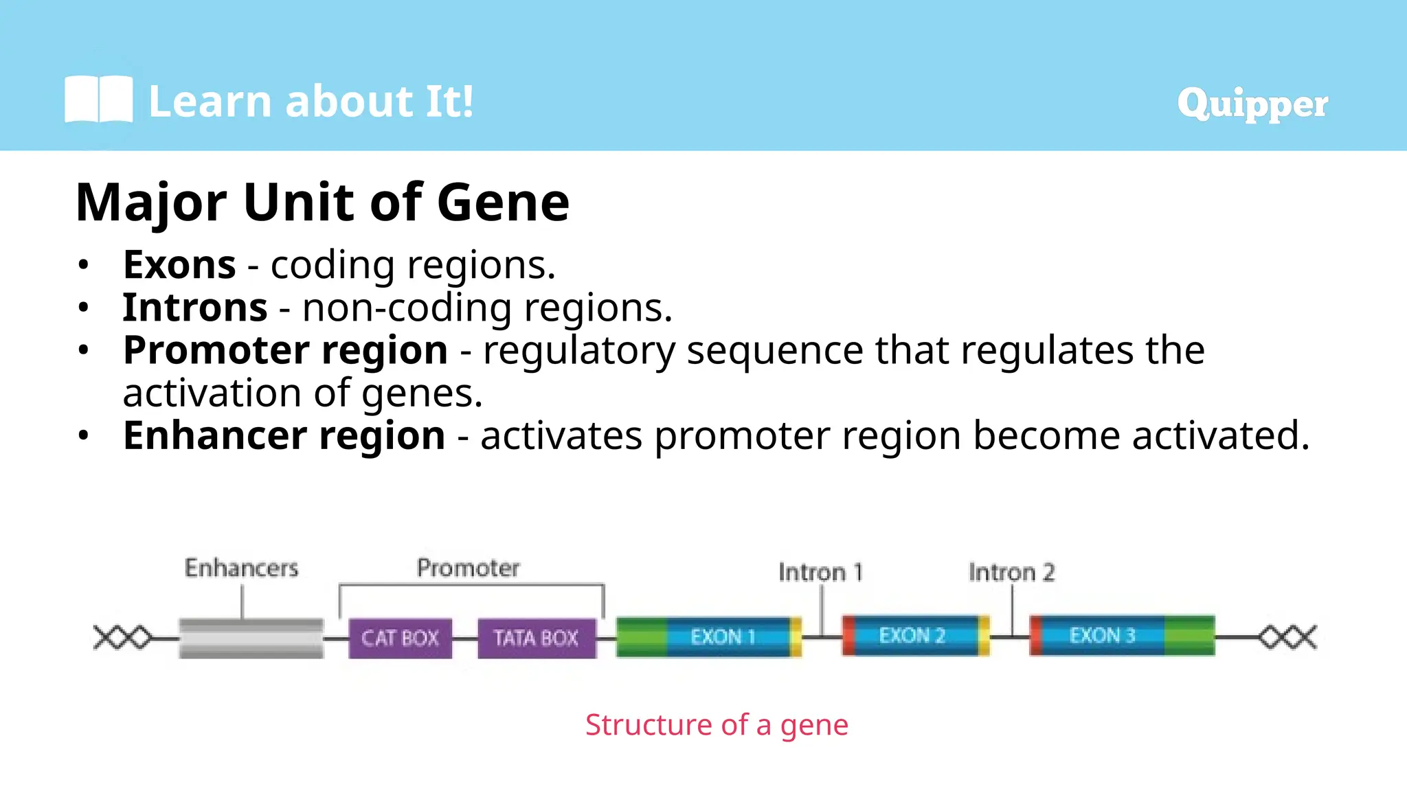 Science 9 2.1 Genes Powerpoint Presentation.pptx