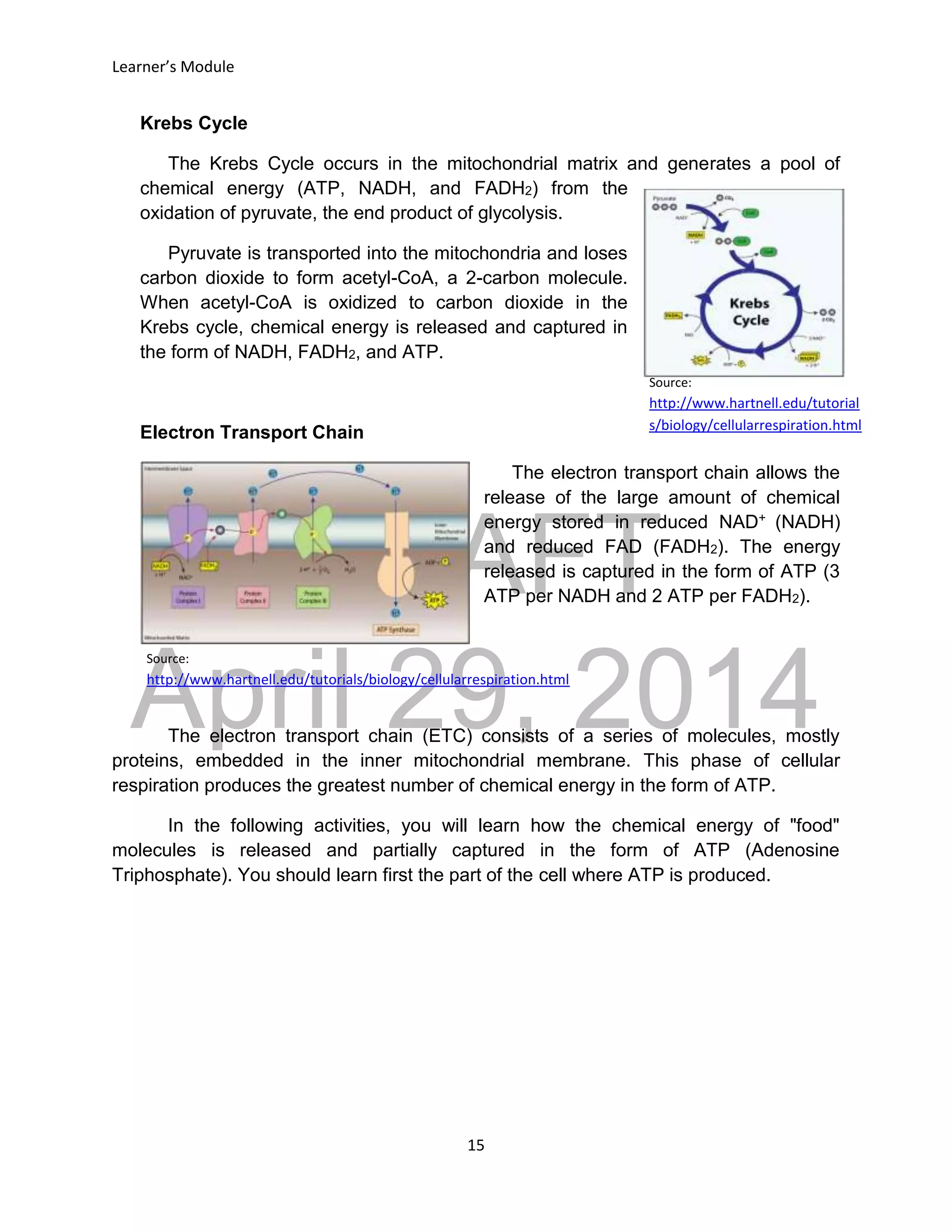 DRAFT
April 29, 2014
Learner’s Module
15
Source:
http://www.hartnell.edu/tutorials/biology/cellularrespiration.html
Krebs Cycle
The Krebs Cycle occurs in the mitochondrial matrix and generates a pool of
chemical energy (ATP, NADH, and FADH2) from the
oxidation of pyruvate, the end product of glycolysis.
Pyruvate is transported into the mitochondria and loses
carbon dioxide to form acetyl-CoA, a 2-carbon molecule.
When acetyl-CoA is oxidized to carbon dioxide in the
Krebs cycle, chemical energy is released and captured in
the form of NADH, FADH2, and ATP.
Electron Transport Chain
The electron transport chain allows the
release of the large amount of chemical
energy stored in reduced NAD+ (NADH)
and reduced FAD (FADH2). The energy
released is captured in the form of ATP (3
ATP per NADH and 2 ATP per FADH2).
The electron transport chain (ETC) consists of a series of molecules, mostly
proteins, embedded in the inner mitochondrial membrane. This phase of cellular
respiration produces the greatest number of chemical energy in the form of ATP.
In the following activities, you will learn how the chemical energy of "food"
molecules is released and partially captured in the form of ATP (Adenosine
Triphosphate). You should learn first the part of the cell where ATP is produced.
Source:
http://www.hartnell.edu/tutorial
s/biology/cellularrespiration.html
 
