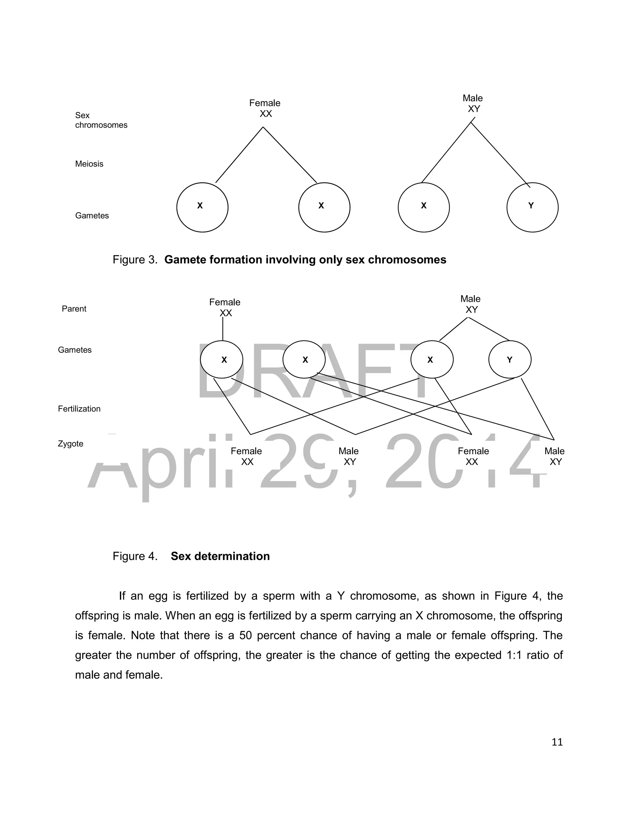 DRAFT
April 29, 2014
11
Figure 3. Gamete formation involving only sex chromosomes
Figure 4. Sex determination
If an egg is fertilized by a sperm with a Y chromosome, as shown in Figure 4, the
offspring is male. When an egg is fertilized by a sperm carrying an X chromosome, the offspring
is female. Note that there is a 50 percent chance of having a male or female offspring. The
greater the number of offspring, the greater is the chance of getting the expected 1:1 ratio of
male and female.
Female
XX
Male
XY
X X X Y
Female
XX
Male
XY
Male
XY
Female
XX
Parent
Fertilization
Gametes
Zygote
Female
XX
Male
XY
Female
XX
Sex
chromosomes
Meiosis
Gametes
Gametes
X
X X
X X Y
Male
XY
Female
XX
Male
XY
 
