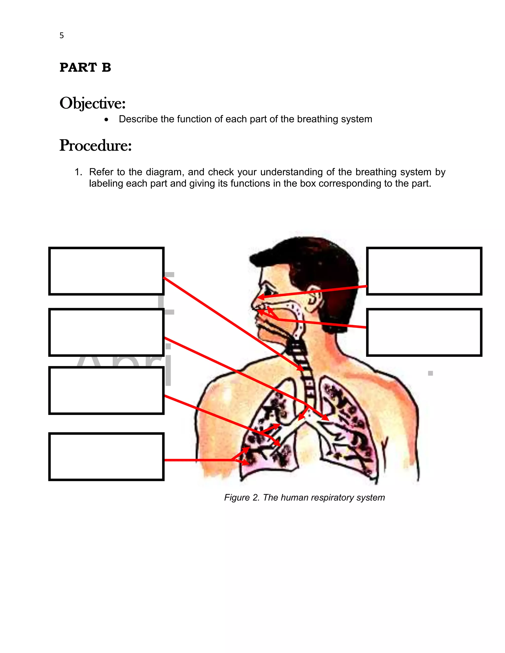 DRAFT
April 29, 2014
5
PART B
Objective:
 Describe the function of each part of the breathing system
Procedure:
1. Refer to the diagram, and check your understanding of the breathing system by
labeling each part and giving its functions in the box corresponding to the part.
Figure 2. The human respiratory system
 