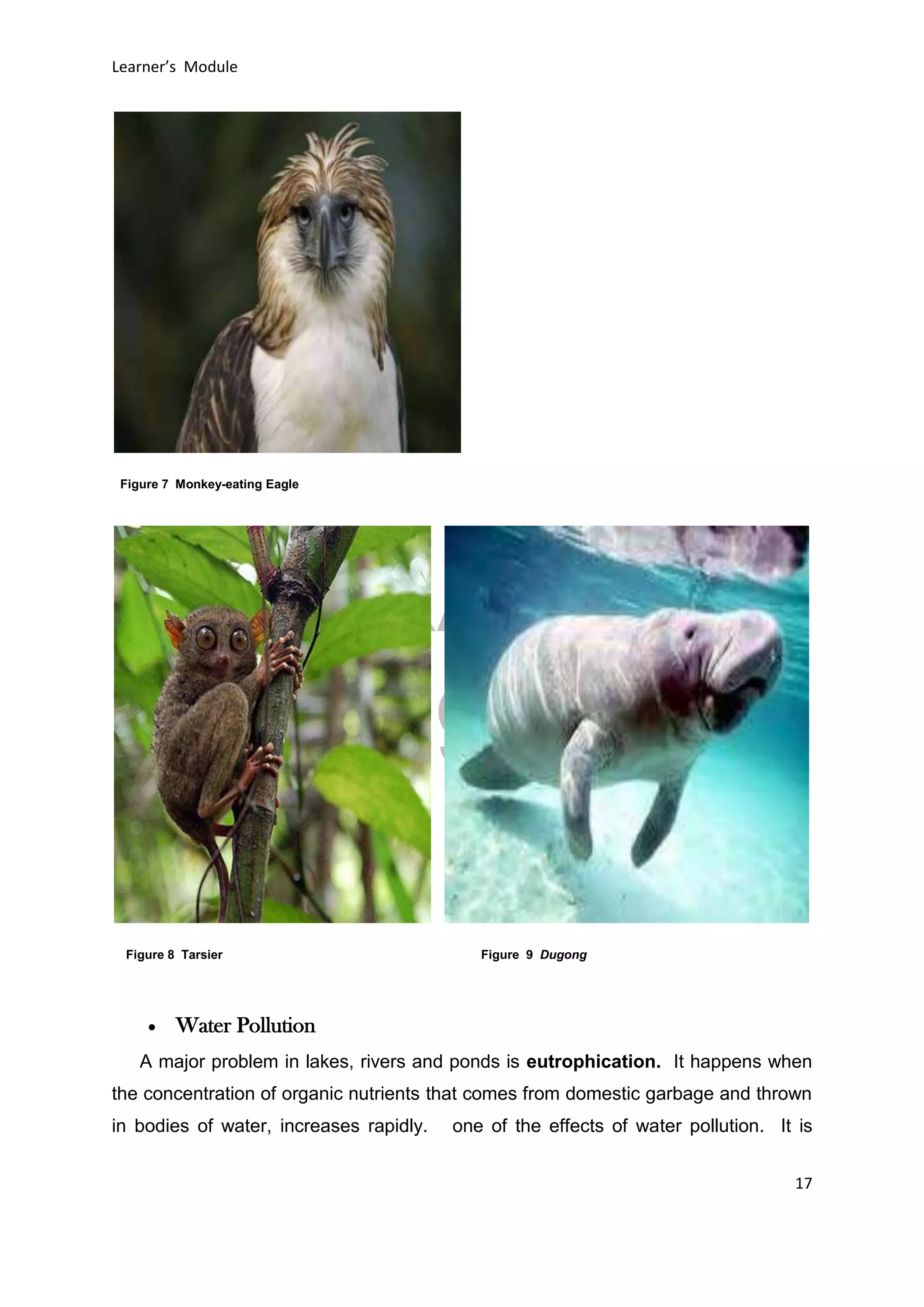 DRAFT
April 29, 2014
Learner’s Module
17
 Water Pollution
A major problem in lakes, rivers and ponds is eutrophication. It happens when
the concentration of organic nutrients that comes from domestic garbage and thrown
in bodies of water, increases rapidly. one of the effects of water pollution. It is
Figure 7 Monkey-eating Eagle
Figure 8 Tarsier Figure 9 Dugong
 