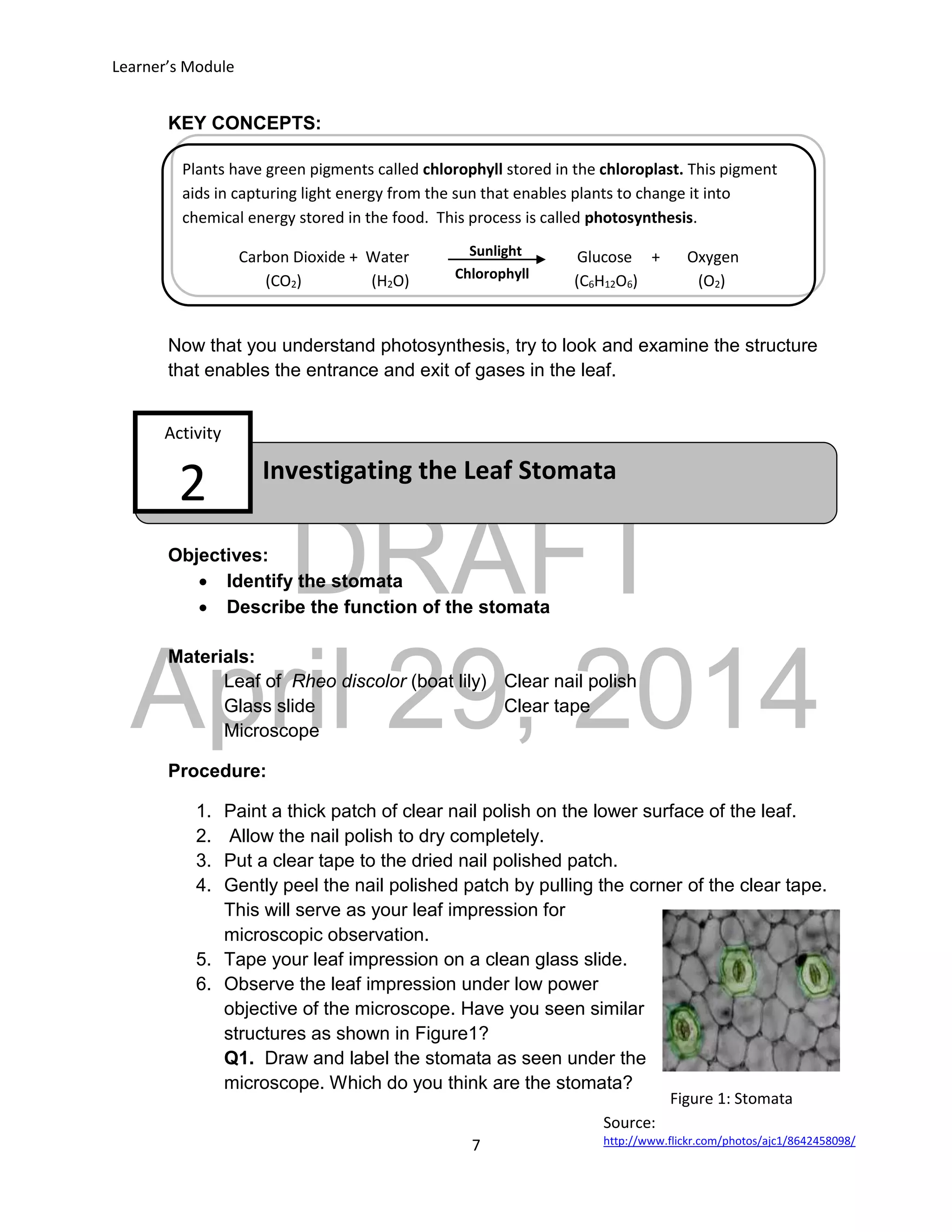 DRAFT
April 29, 2014
Learner’s Module
7
Figure 1: Stomata
Source:
http://www.flickr.com/photos/ajc1/8642458098/
Investigating the Leaf Stomata
Activity
2
Sunlight
KEY CONCEPTS:
Now that you understand photosynthesis, try to look and examine the structure
that enables the entrance and exit of gases in the leaf.
Objectives:
 Identify the stomata
 Describe the function of the stomata
Materials:
Leaf of Rheo discolor (boat lily) Clear nail polish
Glass slide Clear tape
Microscope
Procedure:
1. Paint a thick patch of clear nail polish on the lower surface of the leaf.
2. Allow the nail polish to dry completely.
3. Put a clear tape to the dried nail polished patch.
4. Gently peel the nail polished patch by pulling the corner of the clear tape.
This will serve as your leaf impression for
microscopic observation.
5. Tape your leaf impression on a clean glass slide.
6. Observe the leaf impression under low power
objective of the microscope. Have you seen similar
structures as shown in Figure1?
Q1. Draw and label the stomata as seen under the
microscope. Which do you think are the stomata?
Plants have green pigments called chlorophyll stored in the chloroplast. This pigment
aids in capturing light energy from the sun that enables plants to change it into
chemical energy stored in the food. This process is called photosynthesis.
Carbon Dioxide + Water Glucose + Oxygen
(CO2) (H2O) (C6H12O6) (O2)
Chlorophyll
 