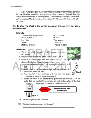 DRAFT
April 29, 2014
Learner’s Module
13
After investigating the evidences that plants are photosynthetic organisms,
the next thing that you will do is to conduct another experiment that will show the
factors affecting the rate of photosynthesis. This will tell you how you can speed
up the process of food making and how it can affect the quantity and quality of
harvests.
3E. To show the effect of the varying amount of chlorophyll in the rate of
photosynthesis.
Materials:
1 fresh coleus leaf (mayana) Alcohol lamp
Denatured alcohol Beaker
Petri dish Wire gauze
Tripod Test tube
Medicine dropper Tincture of iodine
Procedure:
a) Get a variegated fresh coleus leaf (mayana) as shown
in Figure 8.
b) Draw the leaf. Shade the green parts. Label it Leaf A.
c) Remove the chlorophyll from the leaf by boiling it in
alcohol. To do this, follow the steps below.
1. Fill the beaker with (3/4 of its capacity) with water. Let it
boil.
2. While waiting for the water to boil, get the leaf sample,
then place it in a test tube.
3. Pour alcohol in the test tube until the leaf has been
completely soaked as shown in Figure 9.
4. When the water in the beaker boils, place the test tube in it. Let the
water boil for another three minutes or until all the colors of the leaf
have been extracted as shown in Figure 10.
Q19. What changes did you observe?
____________________________________________________
Q20. What do you think caused the changes?
____________________________________________________
Keep the alcohol away
from the fire!
Caution
 